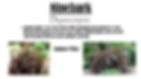 ninebark2