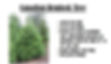 candadian hemlock
