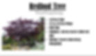 redbud2