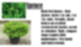 SpruceBN